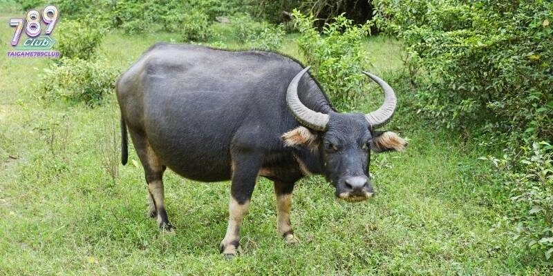 Nằm mơ thấy trâu đánh con gì thường mang lại điềm may mắn lớn